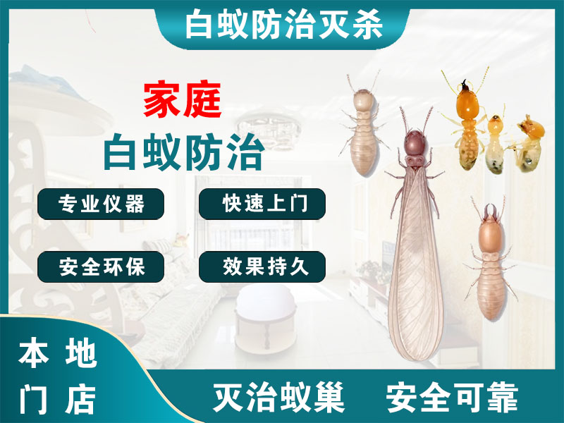泰州家庭白蚁防治